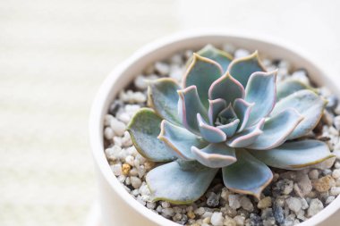 Etli masada seramik tencerede kapatın.