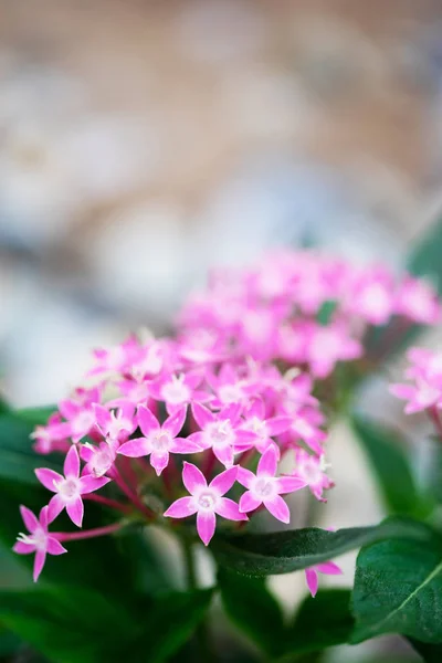 Pentas Lanceolata Lub Egipski Gromada Gwiazd Kwiaty Kwitnące Ogrodzie — Zdjęcie stockowe