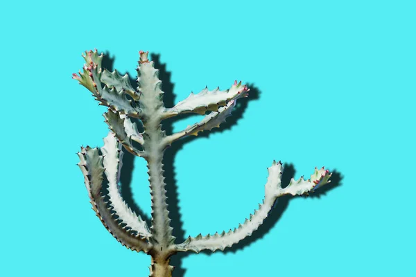 Grön Och Vit Cactus Ljus Blå Bakgrund — Stockfoto