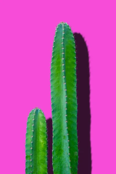 明るいピンクの背景に緑のサボテン — ストック写真