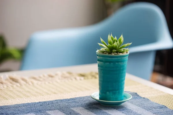 Tutup Succulent Dalam Pot Keramik Atas Meja — Stok Foto