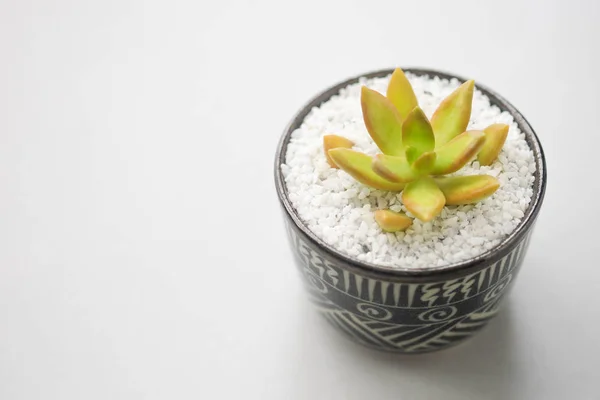 Nahaufnahme Kaktus Keramiktopf Auf Dem Tisch — Stockfoto
