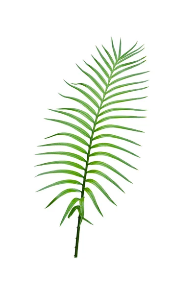 Groene Tropische Palm Bladeren Geïsoleerd Witte Achtergrond — Stockfoto