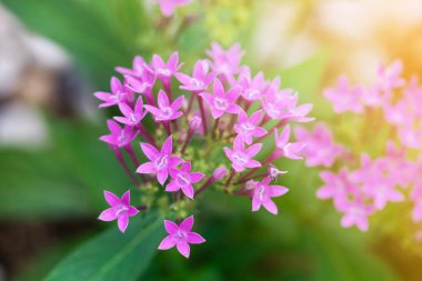 Pentas yapraklı sinirli ot veya bahçede çiçek açan Mısır yıldız kümesi çiçek.