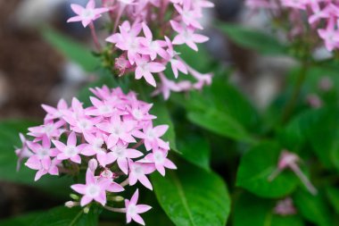 Pentas yapraklı sinirli ot veya bahçede çiçek açan Mısır yıldız kümesi çiçek.
