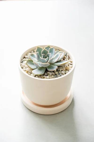 Close Succulent Ceramic Pot Table — Stock Photo, Image