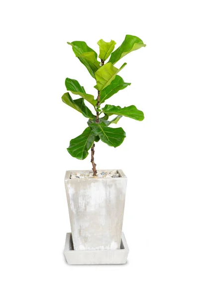 Potted Ficus Larata Fiddle Leaf Fig Tree Isolated White Background — Stok Foto