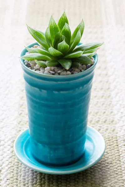 Close Succulent Ceramic Pot Table — Stock Photo, Image