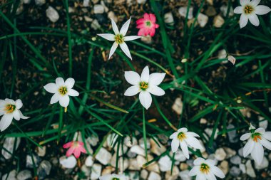 güzel yağmur Zambak çiçeği. zephyranthes lily, peri lily, küçük cadı. (zephyranthas sp.)