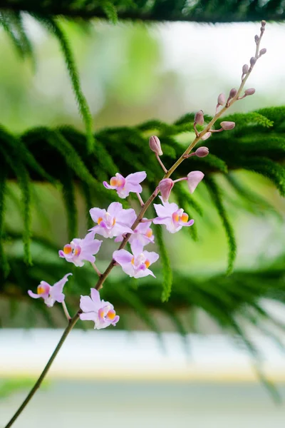 Closeup Pink Orchid Flowers Graden — Stock Photo, Image