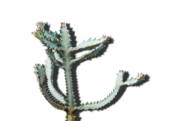 Cactus Zielony Biały Białym Tle — Zdjęcie stockowe