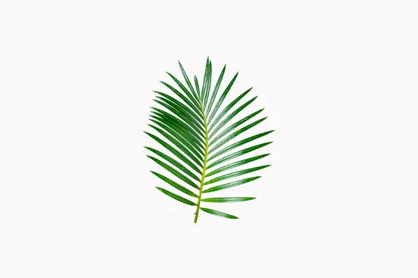 Hoja Verde Palmera Aislada Sobre Fondo Blanco —  Fotos de Stock