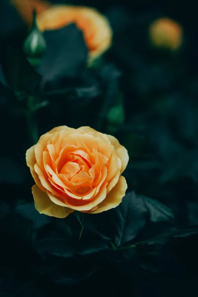 Zbliżenie Kwiatów Róże Kwitnące Ogrodzie — Zdjęcie stockowe