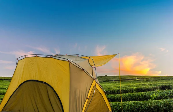 Outdoor tent with the tea plantation landscape background