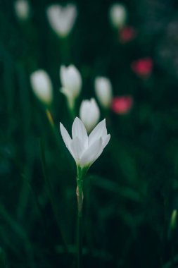 güzel yağmur Zambak çiçeği. zephyranthes lily, peri lily, küçük cadı. (zephyranthas sp.)
