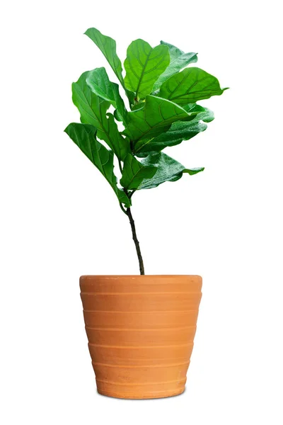 Potted Ficus Larata Fiddle Leaf Fig Tree Isolado Fundo Branco — Fotografia de Stock