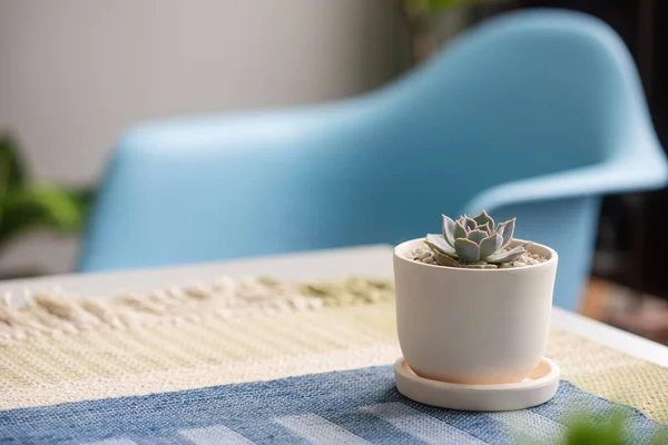 Close Succulent Ceramic Pot Table — Stock Photo, Image