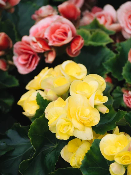 Многочисленные Яркие Цветы Бугорчатых Бегоний Begonia Tuberhybrida Саду — стоковое фото