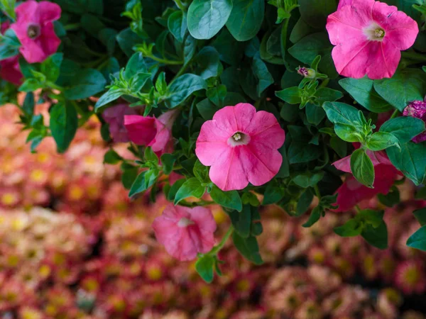 Piękne Kwiaty Petunia Czasie Wiosna Ogrodzie — Zdjęcie stockowe