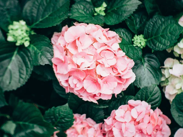 Ortanca Çiçek Hydrangea Macrophylla Bir Bahçe — Stok fotoğraf