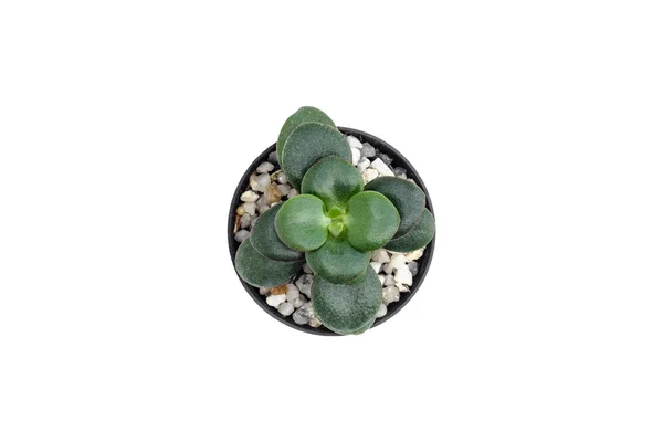 Top View Small Cactus Isolated White Background — Stock Photo, Image