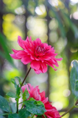 Tatlı pembe dahlia Çiçek bahçesinde