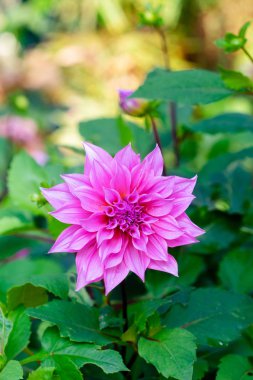 Tatlı pembe dahlia Çiçek bahçesinde