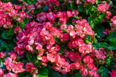 Tüberoz begonias (Begonia tuberhybri çok sayıda parlak çiçek