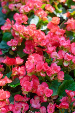 Tüberoz begonias (Begonia tuberhybri çok sayıda parlak çiçek
