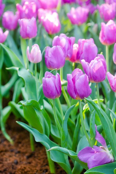 Vacker rosa tulpaner på våren — Stockfoto