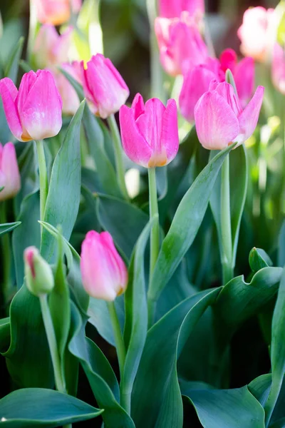 Vacker rosa tulpaner på våren — Stockfoto