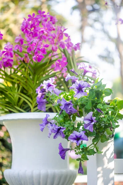 Fiori di petunia viola in giardino in primavera — Foto Stock