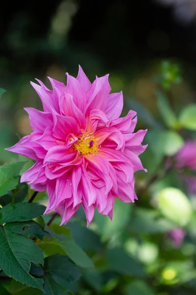 Крупный план розовый цветок георгины в саду — стоковое фото