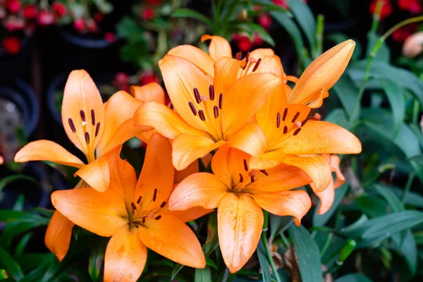 Lilien blühen im Garten. Frühlingsblumen — Stockfoto