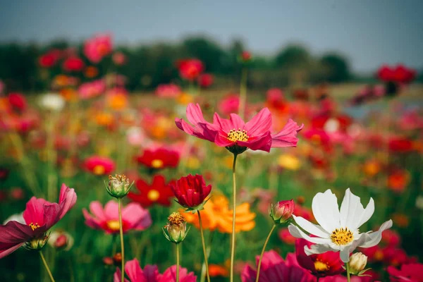 Schönes Landschaftsbild mit Kosmos-Blumenfeld bei Sonnenuntergang. — Stockfoto