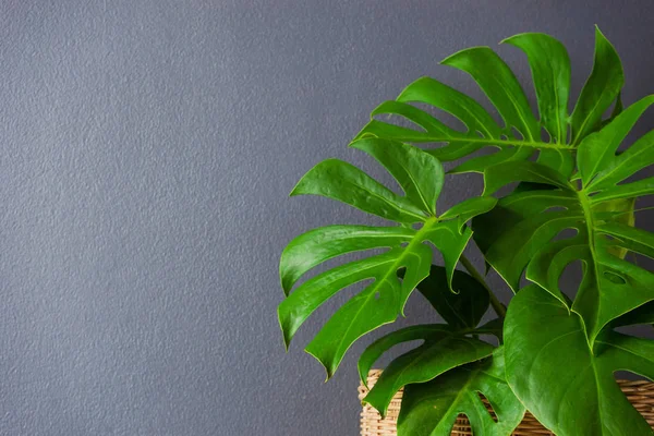 モンステラ 分割リーフ フィロデンドロン 熱帯植物で 葉家の成長の緑の葉します — ストック写真