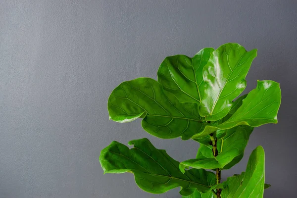 Fiddle leaf fig tree on a gray background.