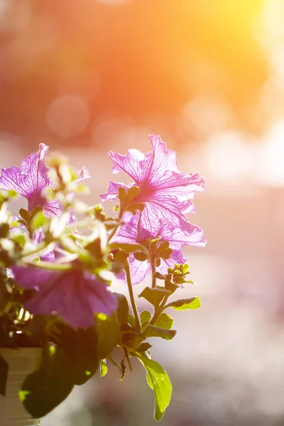 Purpurfarbene Petunienblüten Garten Frühling — Stockfoto