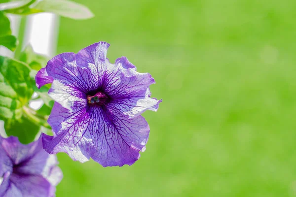 Purpurfarbene Petunienblüten Garten Frühling — Stockfoto