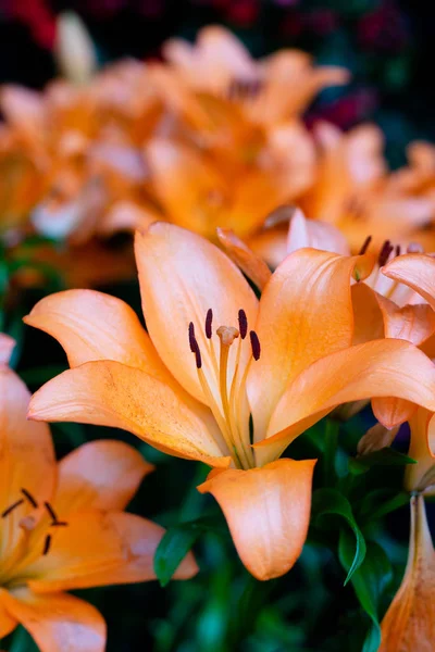 Bukiet Lilii Ogrodzie Wiosenne Kwiaty — Zdjęcie stockowe