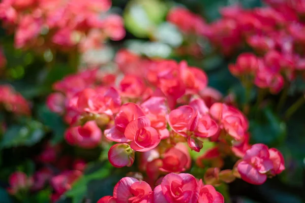 Numerosas Flores Brilhantes Begônias Tuberosas Begonia Tuberhybrida Jardim Hora Primavera — Fotografia de Stock