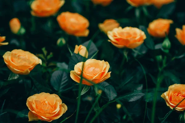 Close Flores Rosas Florescendo Jardim — Fotografia de Stock