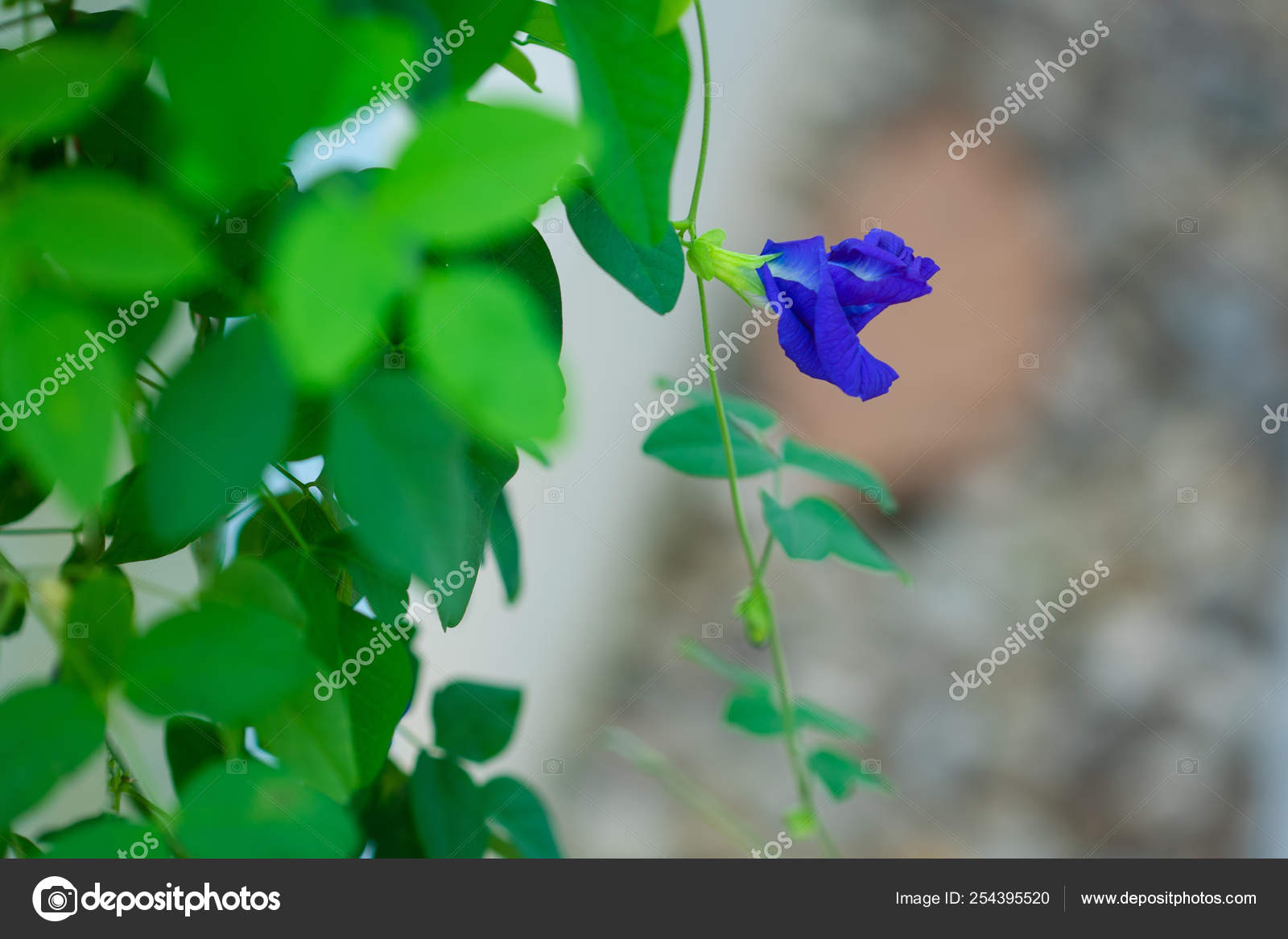 Butterfly Pea Flower Clitoria Ternatea Flower Botanic Garden Stock Photo C Pritsadee 254395520