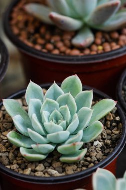 Echeveria mavi Atoll kaktüs görüntü yakın çekim