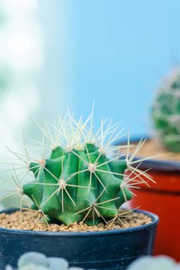 Çiçekçi kaktüs görüntü yakın