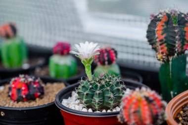 Gymnocalycium mihanovichii kaktüs çiçek yakın