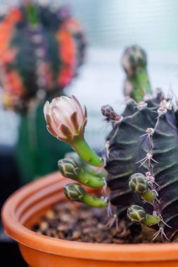 Gymnocalycium mihanovichii kaktüs çiçek yakın