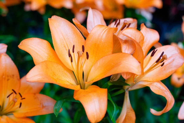 Lilien Blühen Garten Frühlingsblumen — Stockfoto