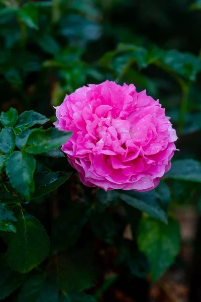 Закрыть Вид Красивую Розовую Розу — стоковое фото
