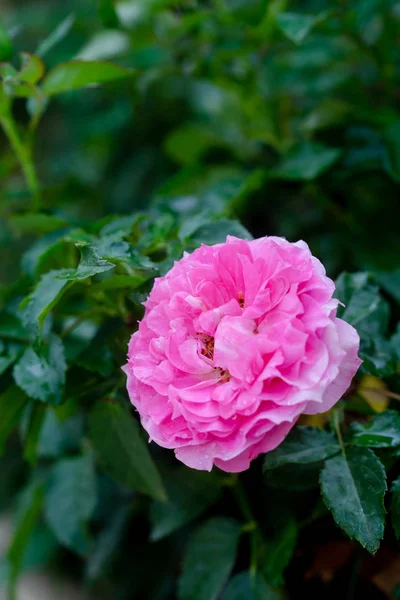 Закрыть Вид Красивую Розовую Розу — стоковое фото